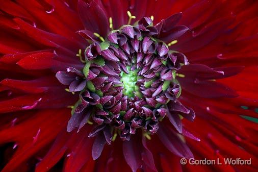 Dark Red Flower_51437.jpg - Photographed near Carleton Place, Ontario, Canada.